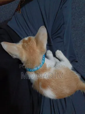 1-3 Months Female Purebred Bengal