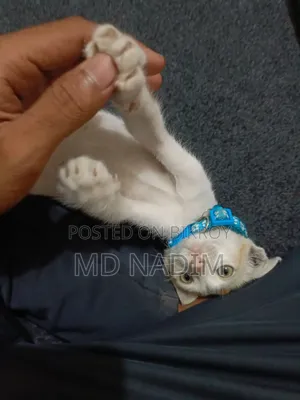 1-3 Months Female Purebred Bengal