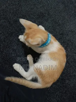 1-3 Months Female Purebred Bengal