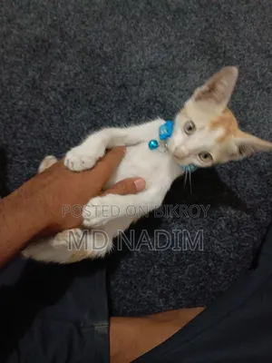 1-3 Months Female Purebred Bengal