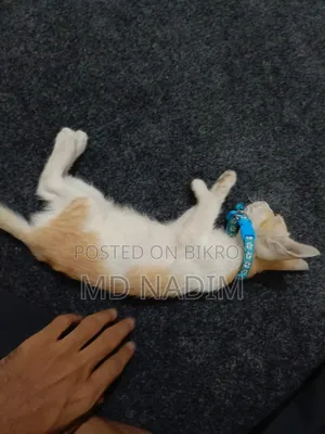 1-3 Months Female Purebred Bengal