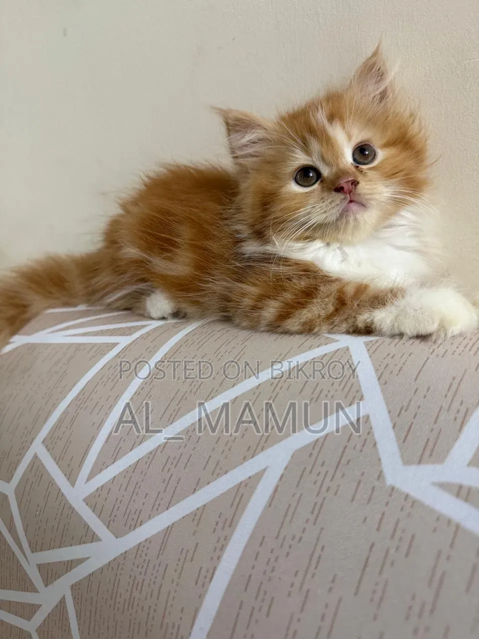 1-3 Months Female Purebred Persian