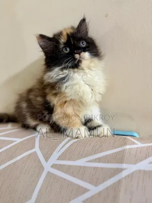 1-3 Months Female Purebred Persian