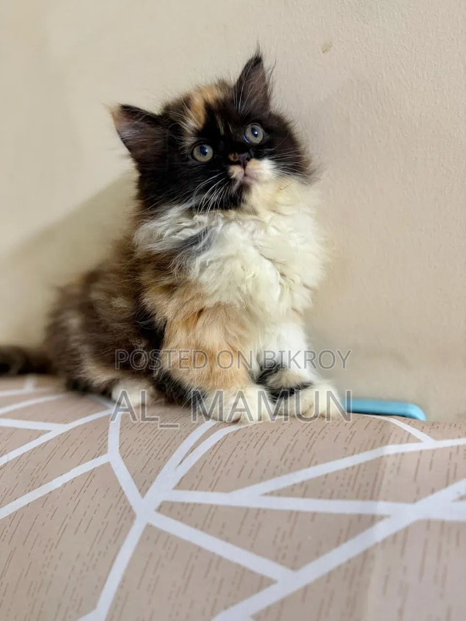1-3 Months Female Purebred Persian