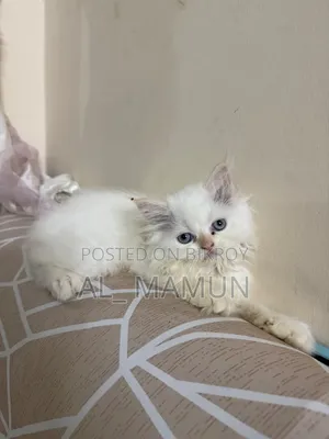 1-3 Months Female Purebred Persian