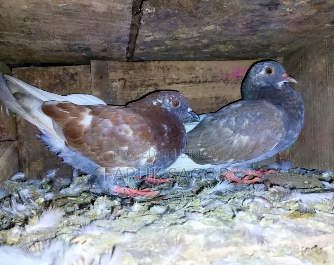 Need some pigeons
