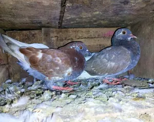 Need some pigeons