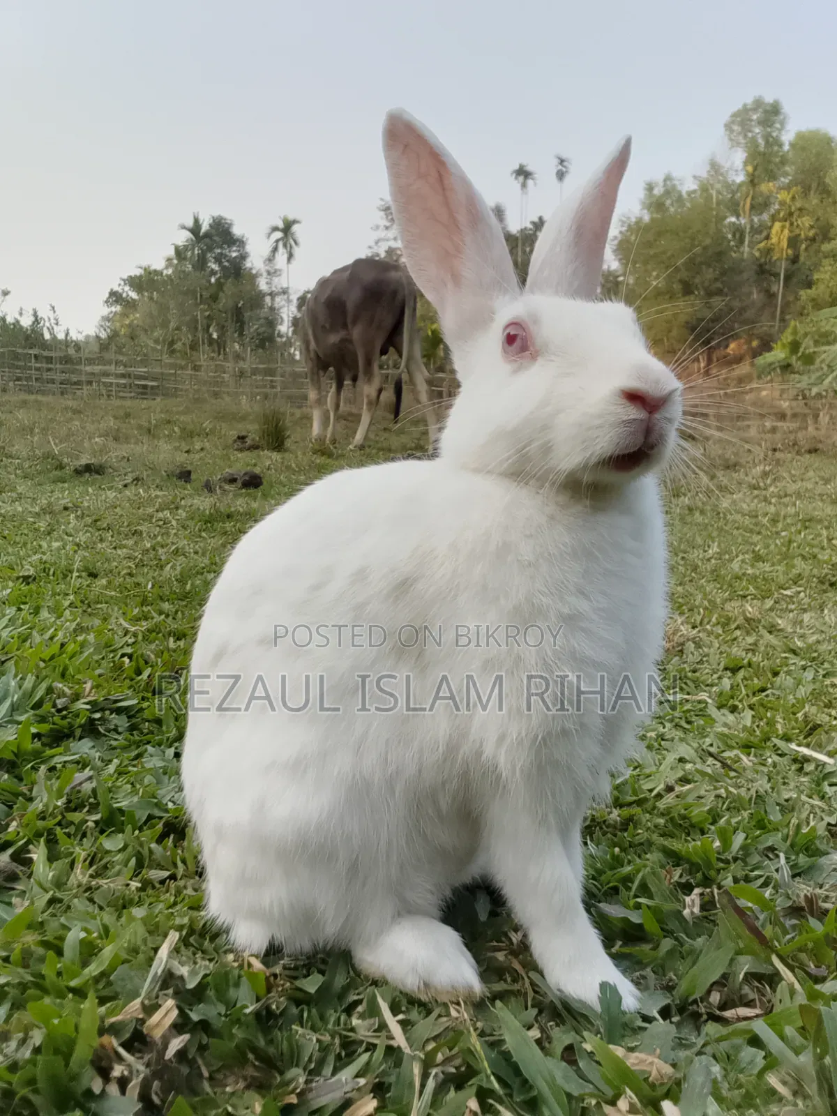 একটি খরগোশ বিক্রি হবে