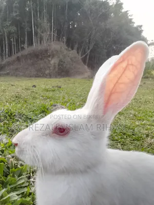 একটি খরগোশ বিক্রি হবে