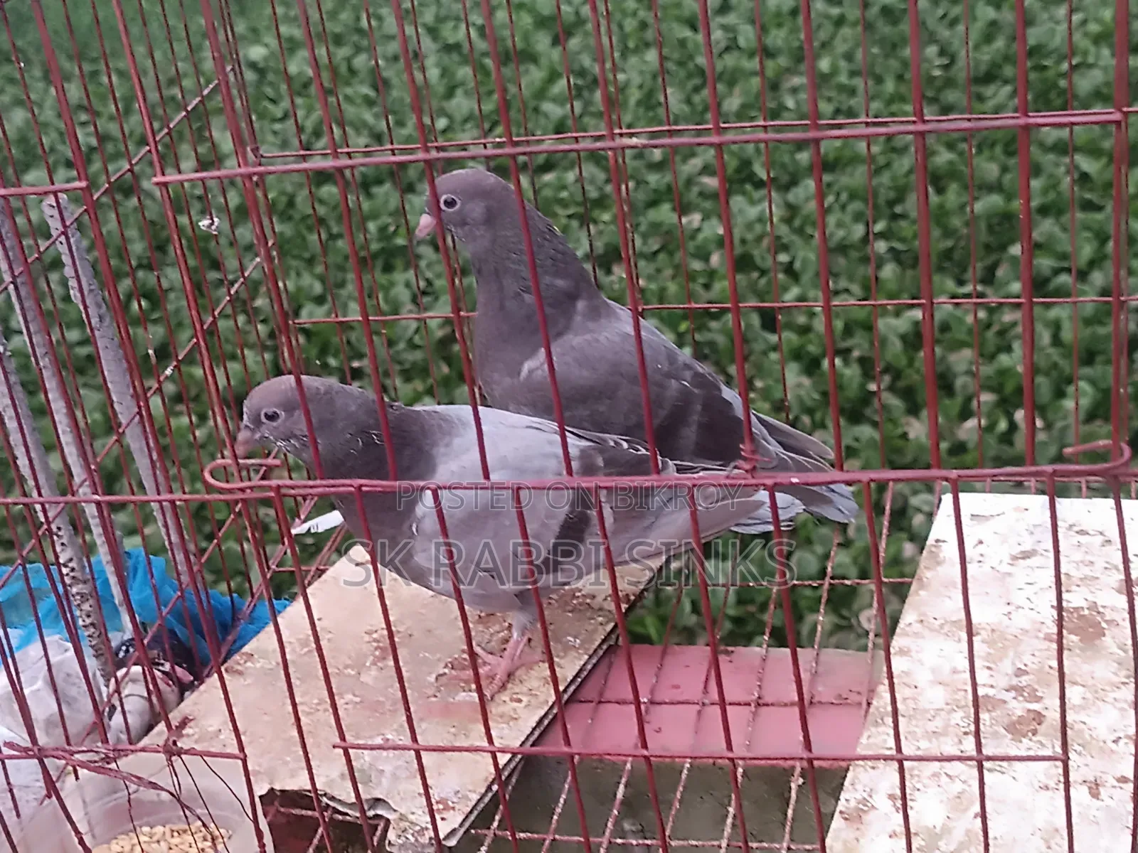 Sabji Giribaz Baby Pigeon