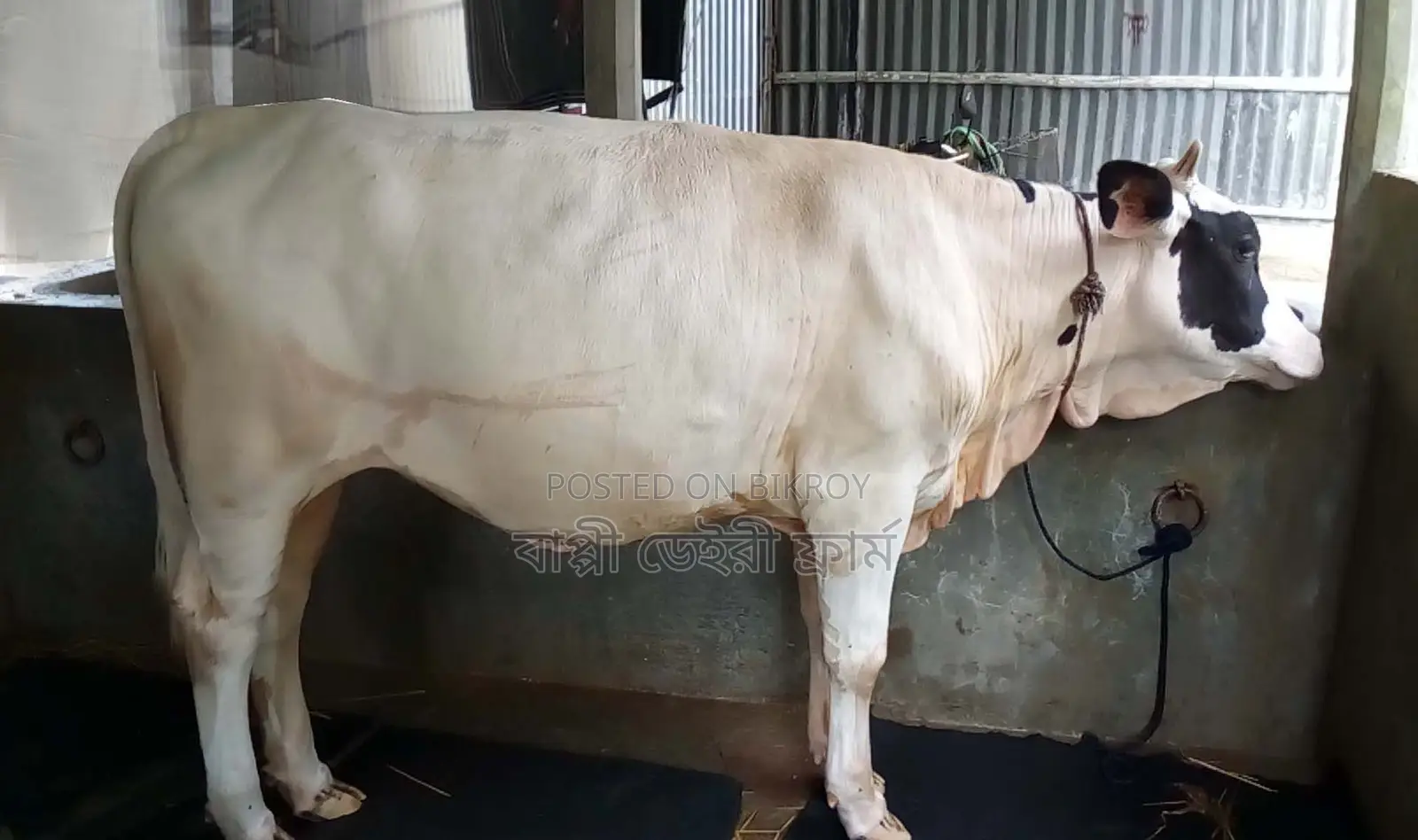 Improved breed heifer number 1306.