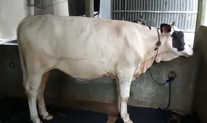 Improved breed heifer number 1306.