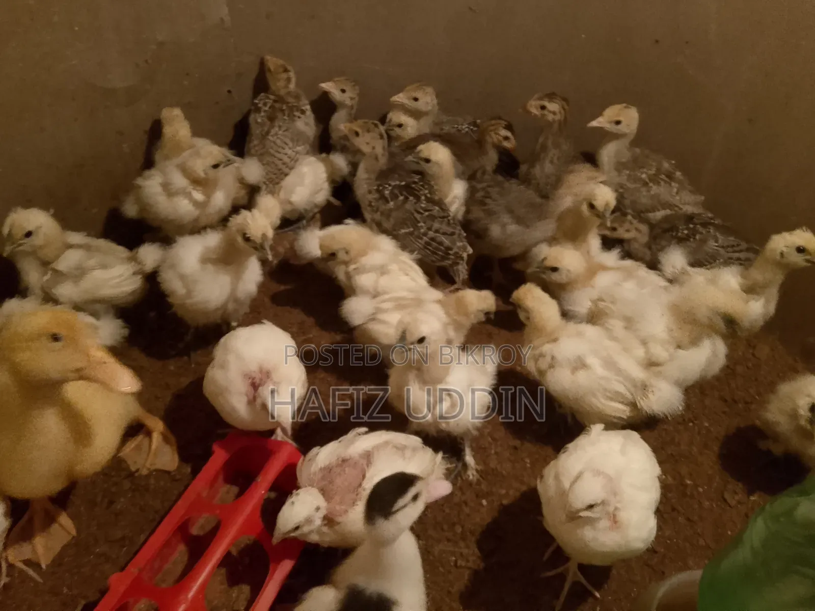 সিল্কি এবং টার্কি মুরগীর বাচ্চা।