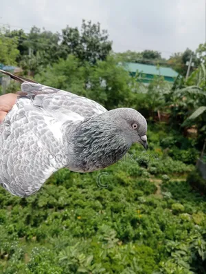 Silver Pair for Sale