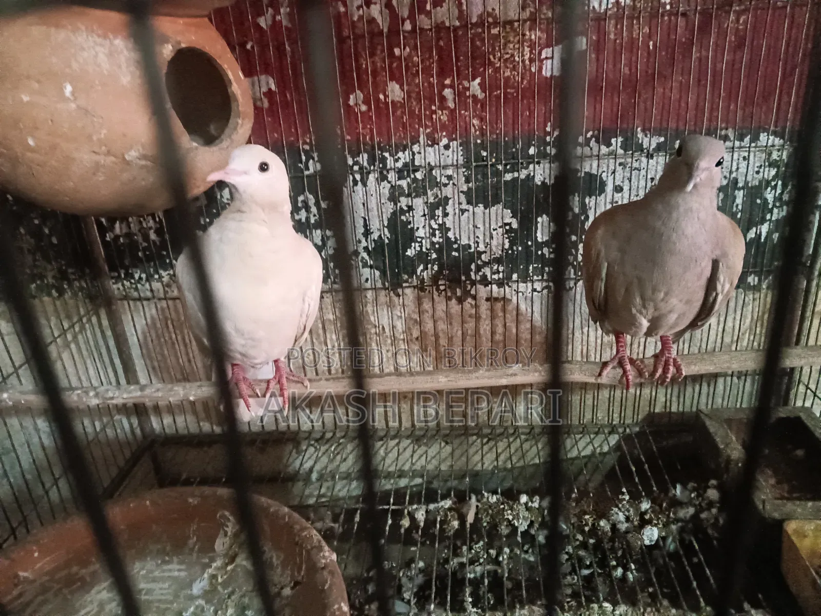 একজোড়া রানিং অস্ট্রেলিয়ান ঘুঘু বিক্রি করব