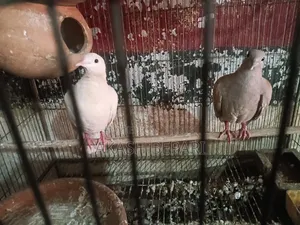 একজোড়া রানিং অস্ট্রেলিয়ান ঘুঘু বিক্রি করব