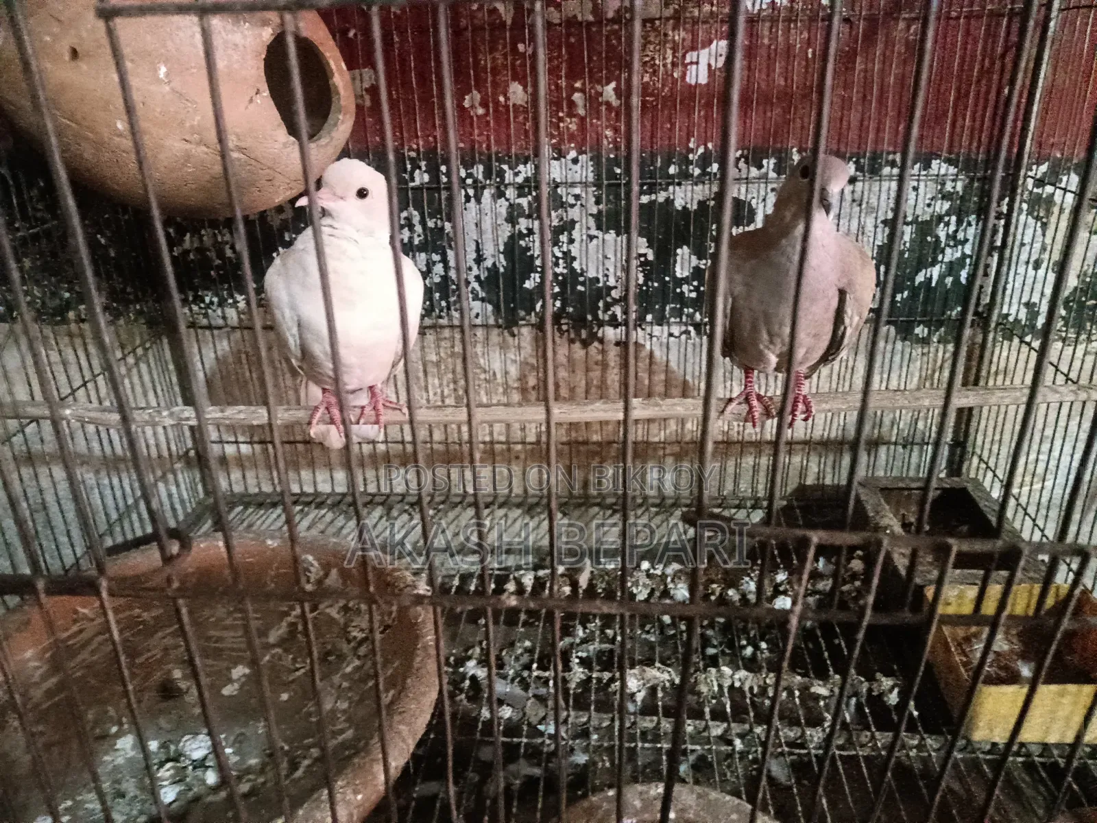 একজোড়া রানিং অস্ট্রেলিয়ান ঘুঘু বিক্রি করব