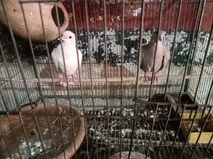 একজোড়া রানিং অস্ট্রেলিয়ান ঘুঘু বিক্রি করব