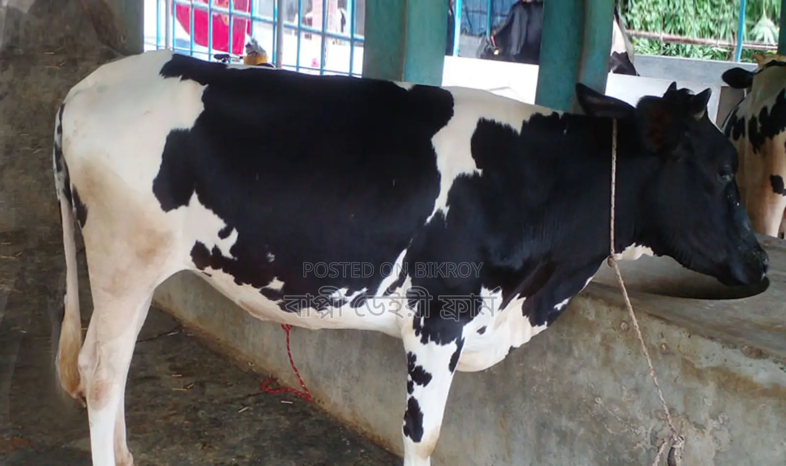 High-quality heifer calf for breeding, ID 1307.