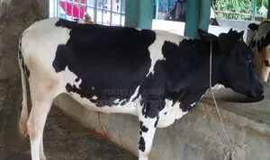 High-quality heifer calf for breeding, ID 1307.