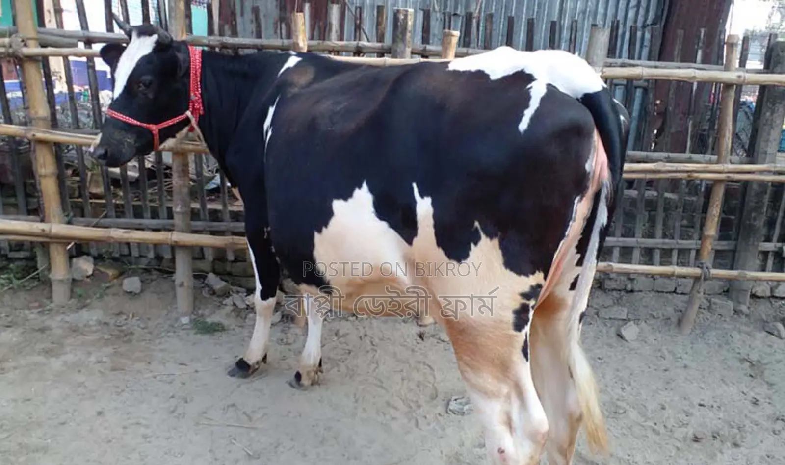 Rani Sankar cow no. 1308.
