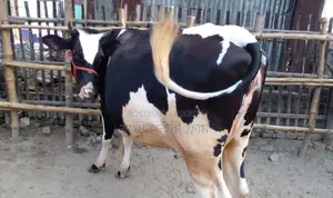 Rani Sankar cow no. 1308.