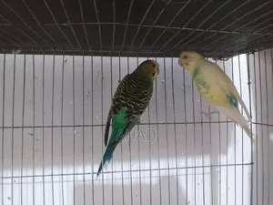 Running master pair with eggs and one single male for sale.