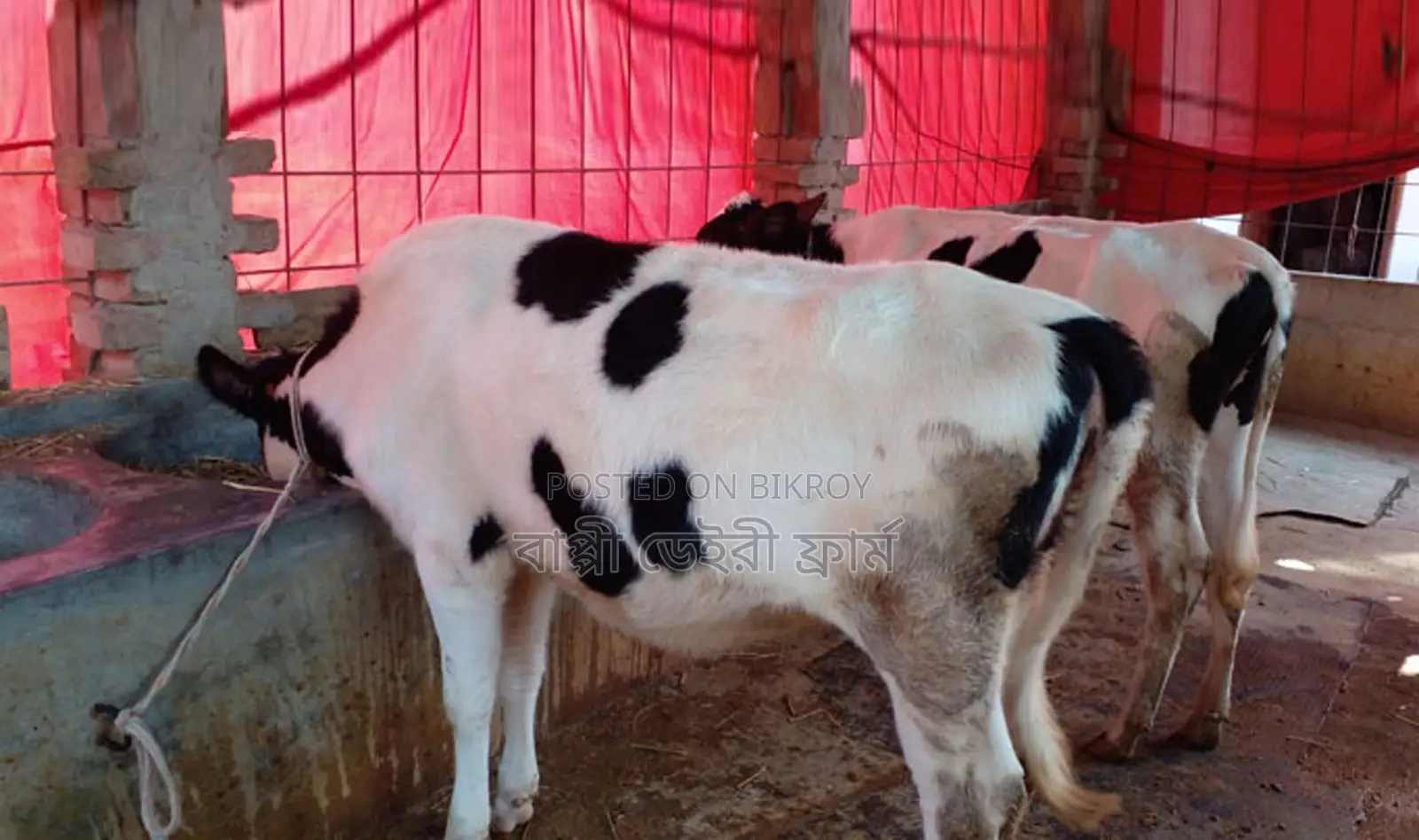 1310 Selected 2 Heifers for Sale.