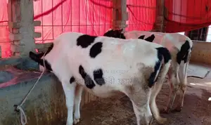 1310 Selected 2 Heifers for Sale.