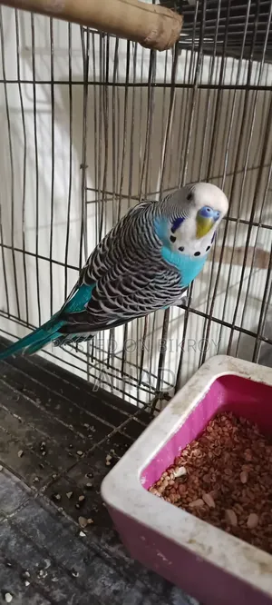 Running master pair with eggs and one single male for sale.