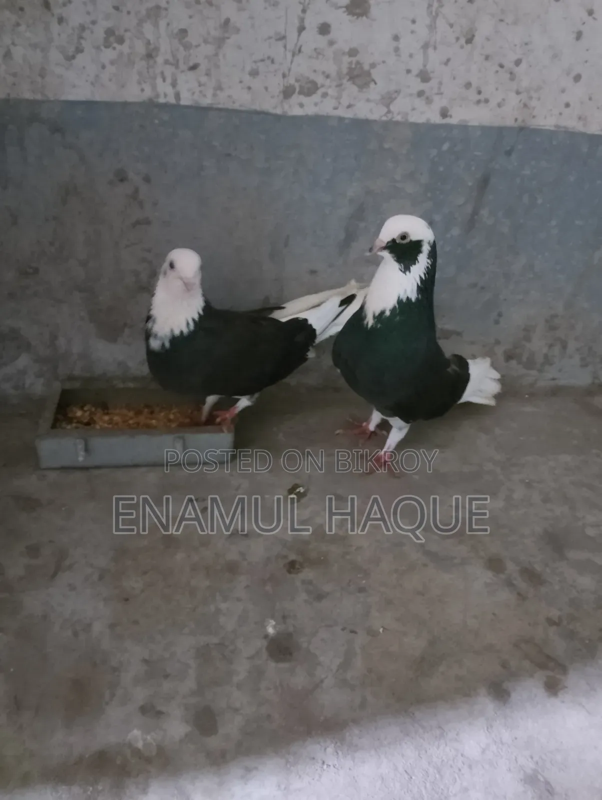 Running Gorra Pigeons