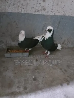 Running Gorra Pigeons