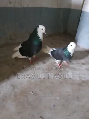 Running Gorra Pigeons