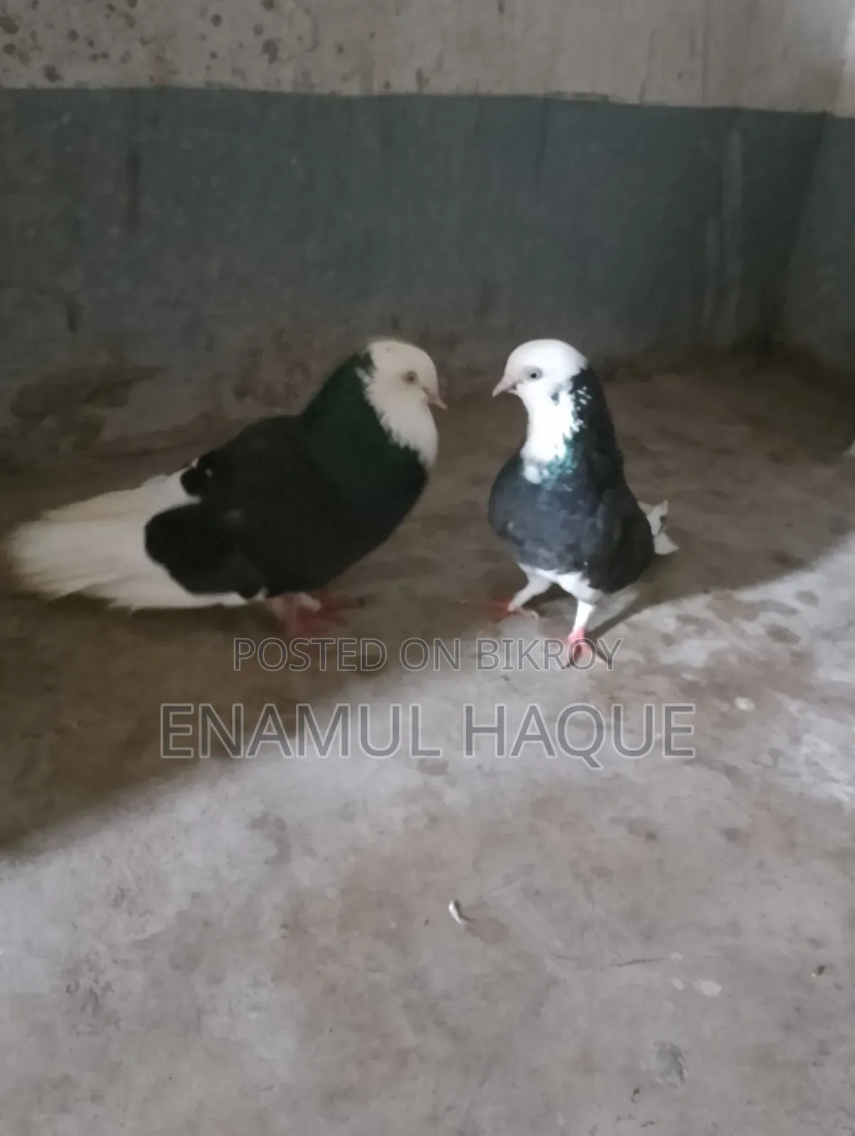 Running Gorra Pigeons