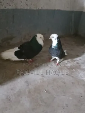 Running Gorra Pigeons