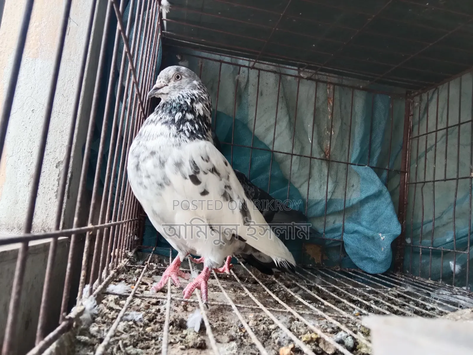 Male Pigeon for Sale, Old Breed