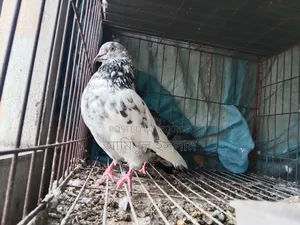 Male Pigeon for Sale, Old Breed