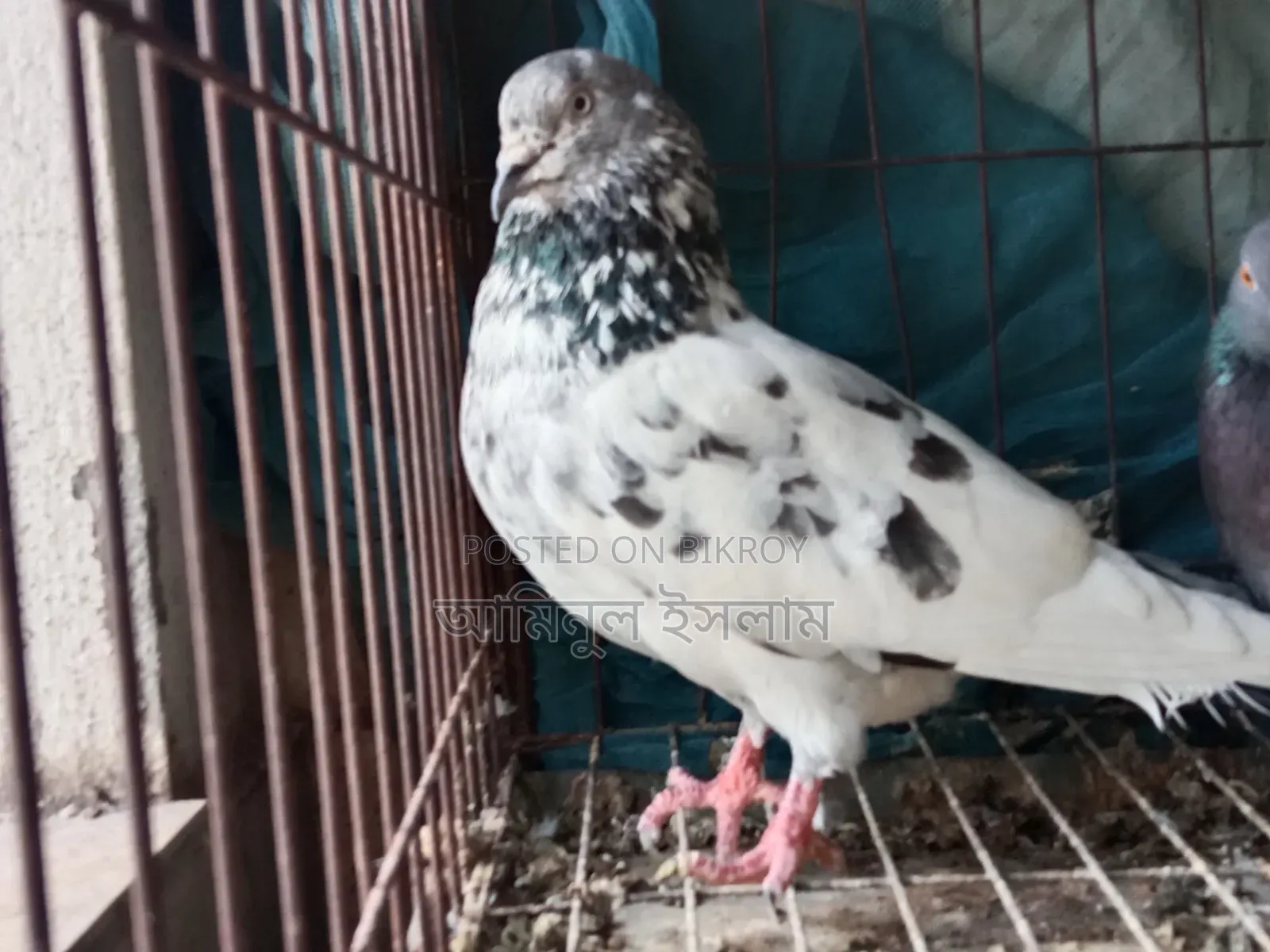 Male Pigeon for Sale, Old Breed