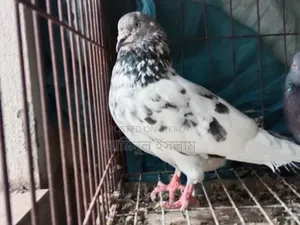 Male Pigeon for Sale, Old Breed