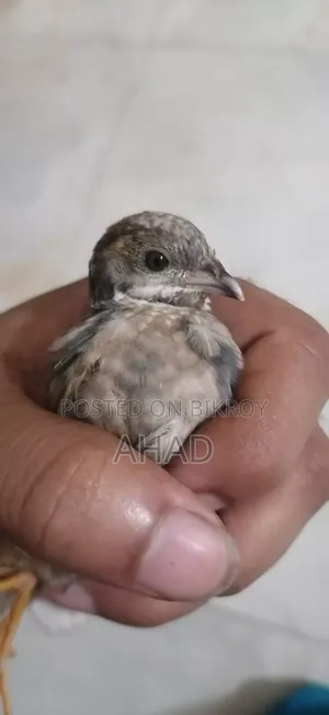 কিং কোয়েলের বাচ্চা বিক্রি করা হবে।