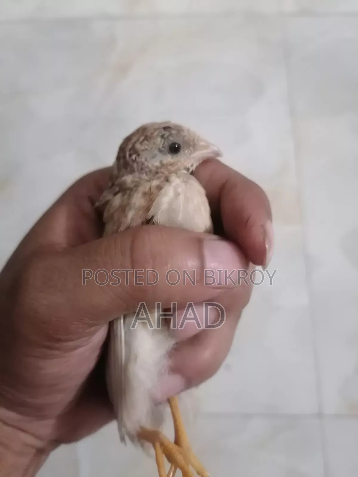 কিং কোয়েলের বাচ্চা বিক্রি করা হবে।