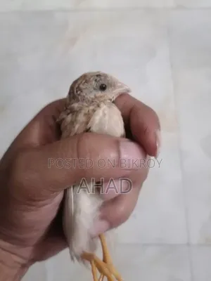 কিং কোয়েলের বাচ্চা বিক্রি করা হবে।