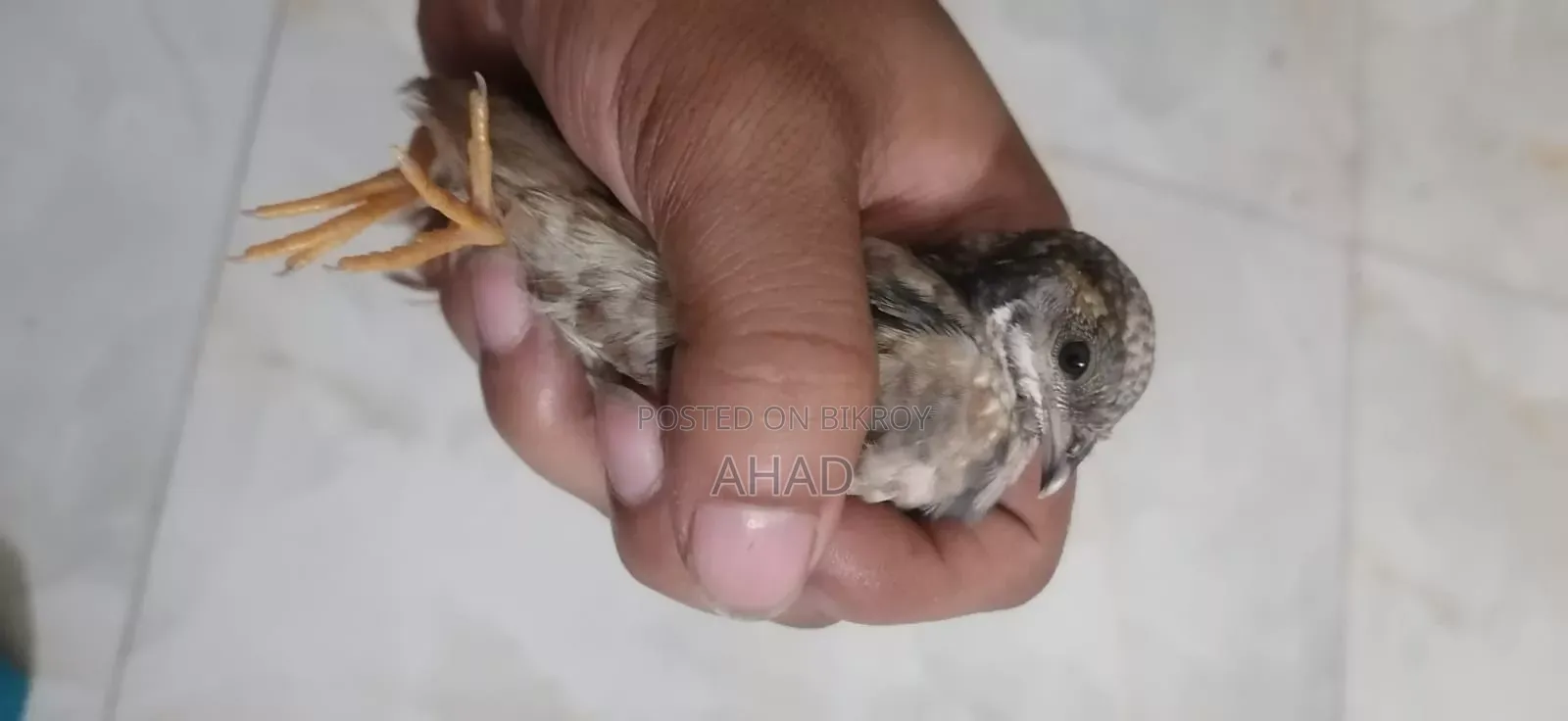 কিং কোয়েলের বাচ্চা বিক্রি করা হবে।