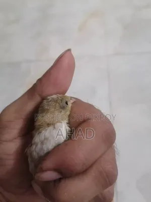 কিং কোয়েলের বাচ্চা বিক্রি করা হবে।