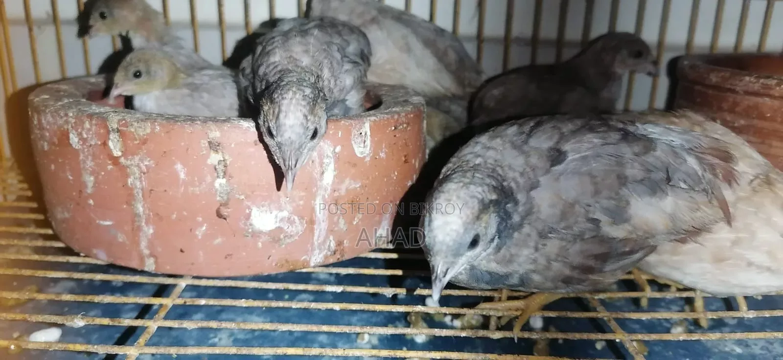 কিং কোয়েলের বাচ্চা বিক্রি করা হবে।