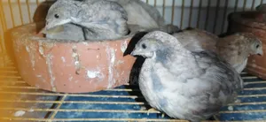 King Quail chicks for sale.