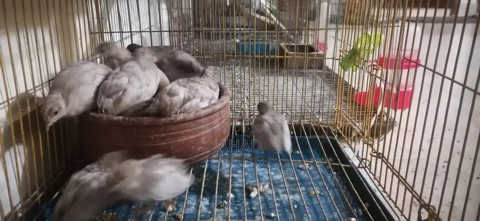 কিং কোয়েলের বাচ্চা বিক্রি করা হবে।
