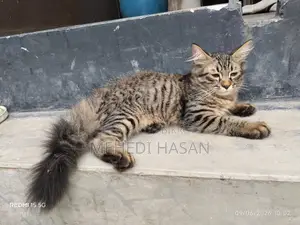 ১-৩ মাস বয়সী ফিমেল মিক্সড ব্রিড পার্সিয়ান বিড়াল