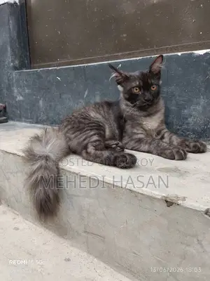 ১-৩ মাস বয়সী ফিমেল মিক্সড ব্রিড পার্সিয়ান বিড়াল