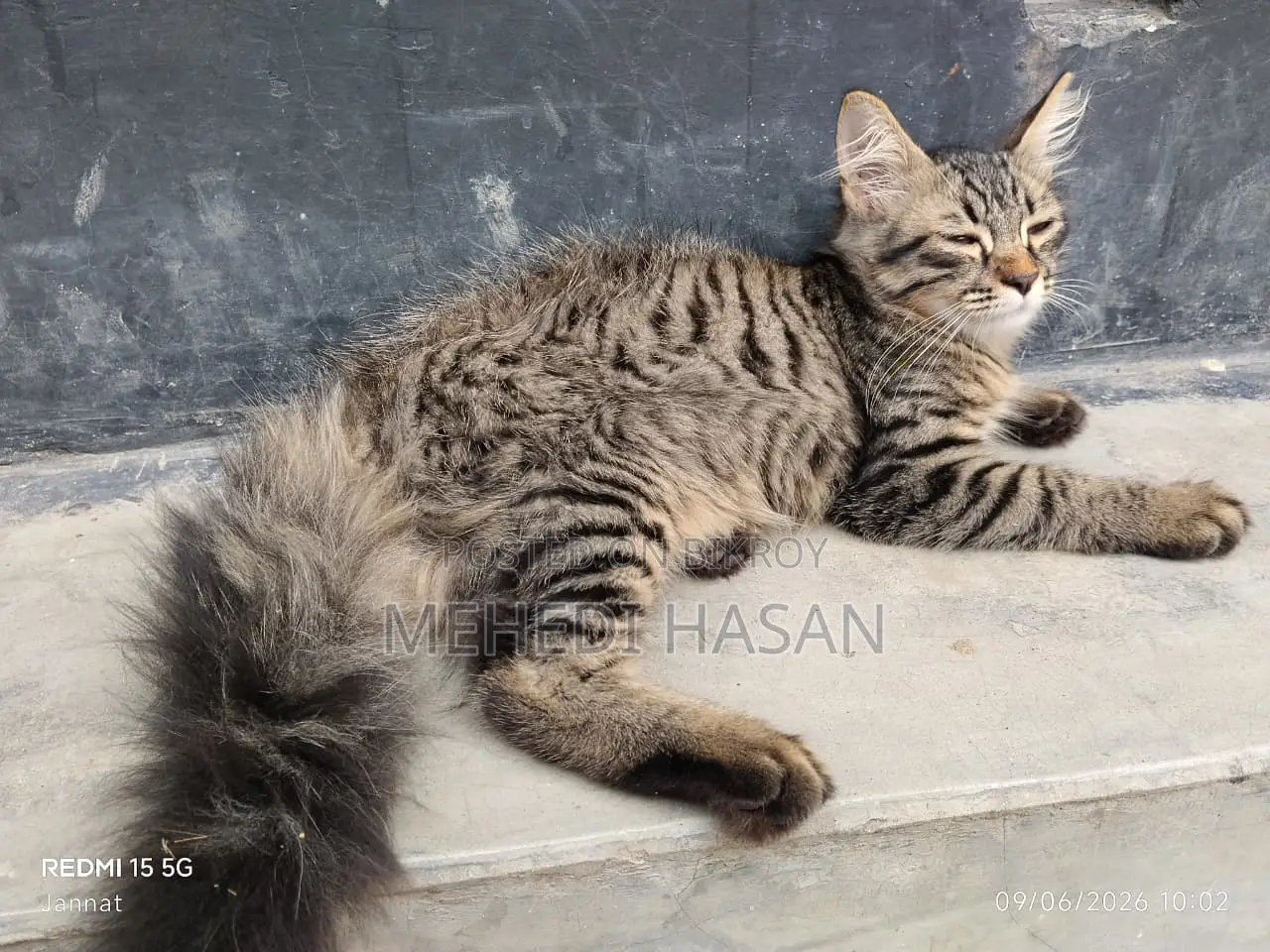 ১-৩ মাস বয়সী ফিমেল মিক্সড ব্রিড পার্সিয়ান বিড়াল